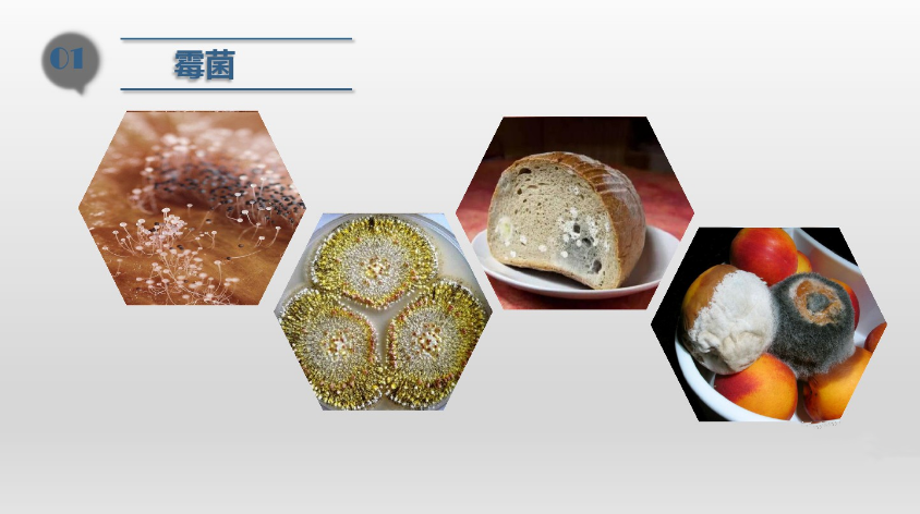 食品潔淨車間,環境黴菌來（lái）源,黴菌控製措施，滁州無塵淨化車間